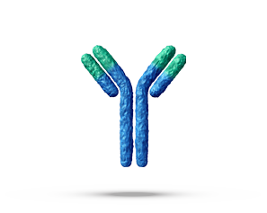 Fusion Antibodies